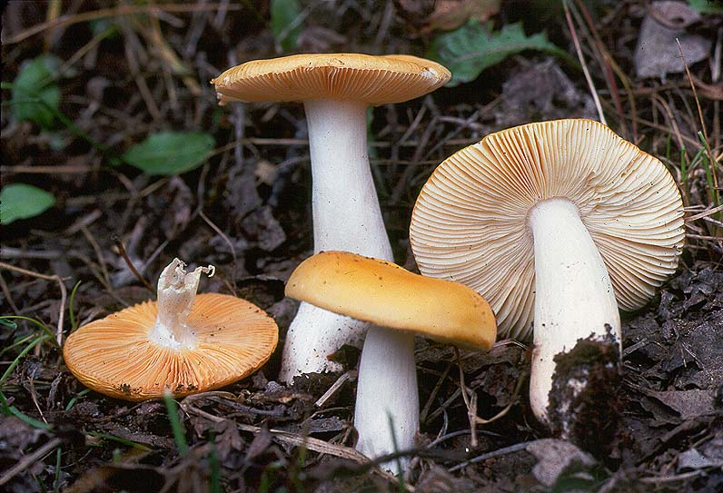 Russula lutea